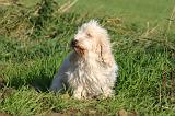 PTIT BASSET GRIFFON V.  020